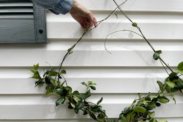 Wrapping star jasmine vines around the wire trellis