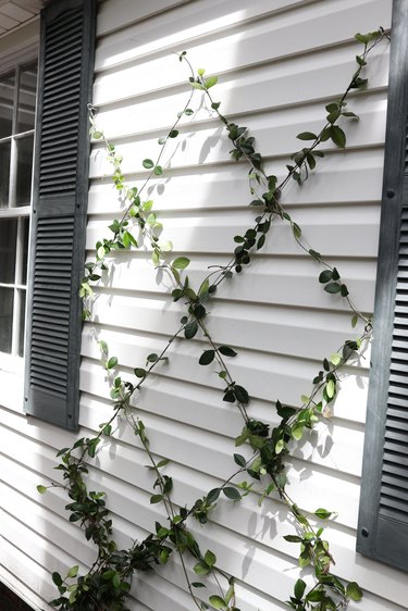 Diamond wire trellis with star jasmine