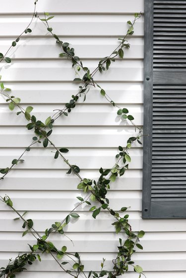 Diamond wire trellis with star jasmine