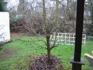 Messy yard with diseased apple tree.