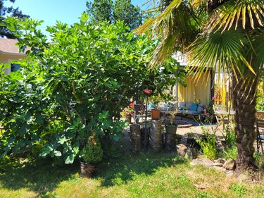 Pots next to an existing fig tree.