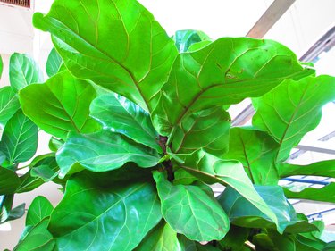 Fiddle leaf fig houseplant