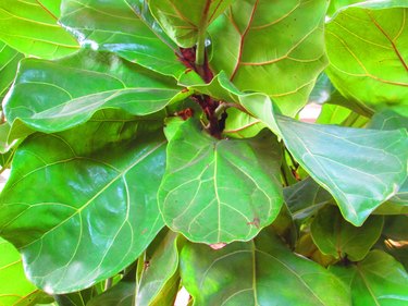 Fiddle leaf fig