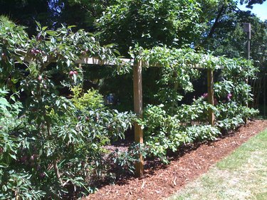 Espaliered apple tree