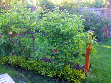 Apple espalier