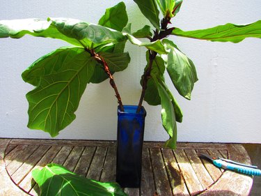 Fiddle leaf fig