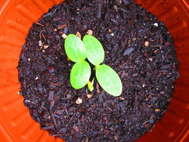 new mini pumpkin seedlings in soil