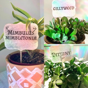 Potted plants with gillyweed and other Harry Potter labels