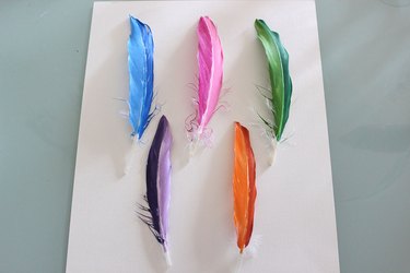 feathers arranged on a piece of paper