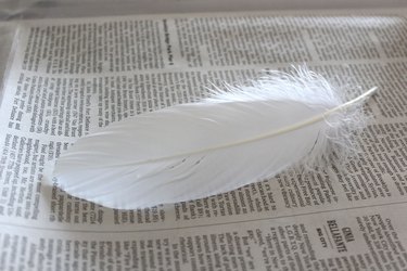 white feather on newspaper