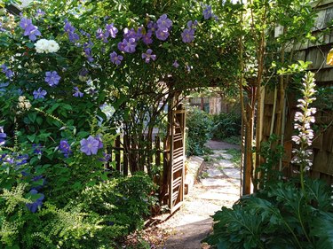 A path winding under a rose arbor