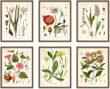 Set of six flower posters