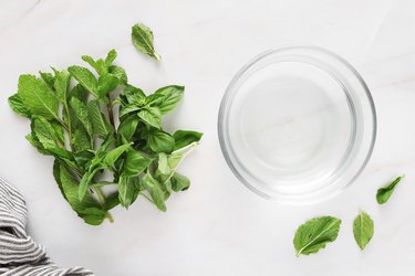 Ingredients for mint and basil ice cubes