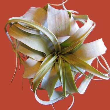 air plants