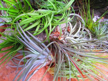 air plants