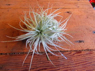 Air plants