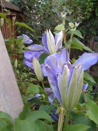 Clematis 'Mrs. Cholmondeley' with large pastel blue flowers.