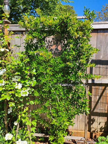 Pyracantha 'Firethorn' climbing up a trellis