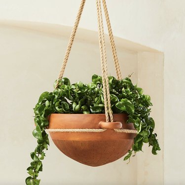 Terracotta bowl with green plant, hanging from rope