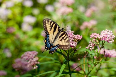 Closeup of a butterfly on Detroit Hives flowers