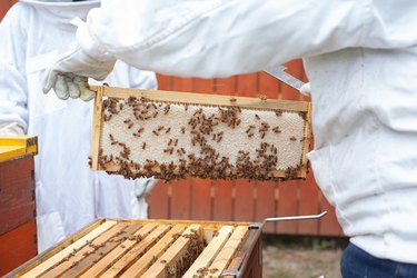 Two people in white beekeeper suits lifting a tray of bees out of a wooden container