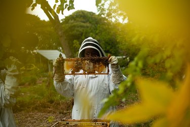 Beekeeper holding up a tray to examine