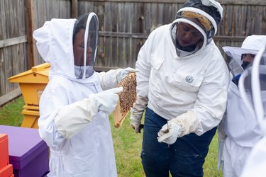 Group of people in white beekeeper suits, with one holding a tray of bees