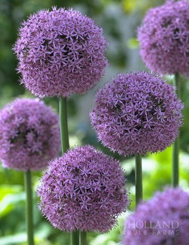 Hollant Bulb Farm's giant allium produces stunning 6-inch diameter round purple blooms.