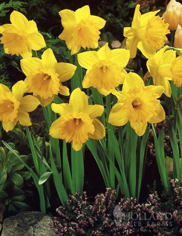 Holland Bulb Farm's Dutch Master daffodils bring robust yellow to the garden.