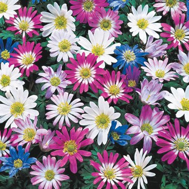 Michigan Bulb's windflowers produce daisy-like blooms in pink, purple, blue and white with yellow centers.