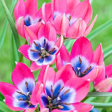 Michigan Bulb's 'Little Beauty' tulip flowers are stunning  colors of pink, blue and white.