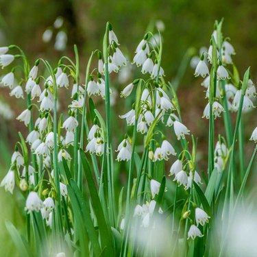 Michigan Bulb's giant snowflake flowers are dainty, white and nod their heads on the flower stems.