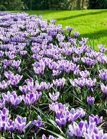 Holland Bulb Farm's King of Striped Crocus have cheery white blooms with purple stripes.