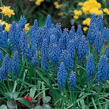 Breck's 'Super Sak' blue grape hyacinth flowers look like small grape clusters in bright blue.