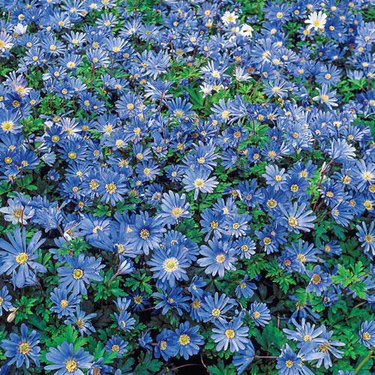 Breck's Blue Shade anemone covers the ground in a blanket of small, blue daisy-like flowers.