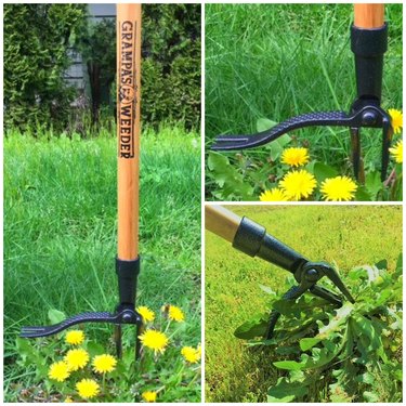 Collage of three photos demonstrating how Grampa’s Weeder works on dandelions.