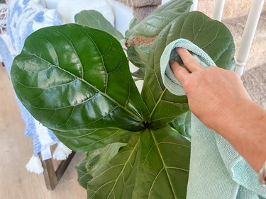 using a microfiber cloth to clean plant leaves