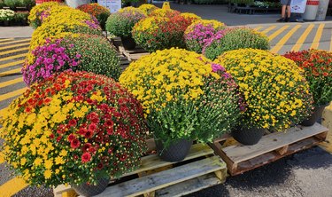 Display of florist mums.