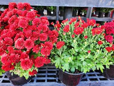 Two pots of mums, one with full blooms and one with primarily buds.