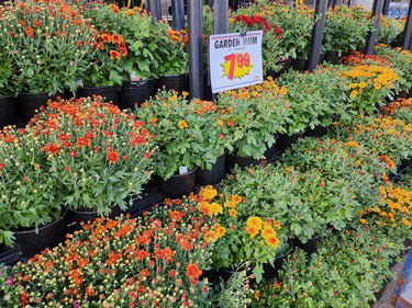 Florist mums of various colors in pots