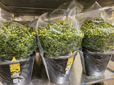 Three large pots of florist mums from Costco