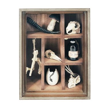 Wooden curio cabinet with eight different oddities like skulls, a mushroom, animal horn, and snake egg.