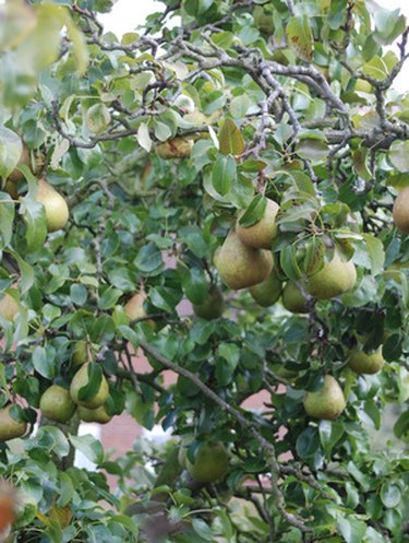 Fruit trees deals high water table