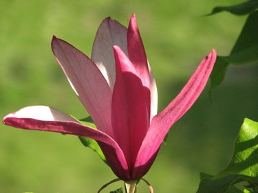 magnolia