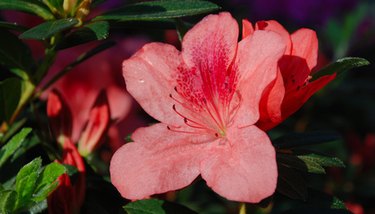 Mandevilla poisonous best sale to dogs