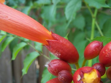 plant with red trumpet shaped flowers