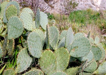 flowering thorny bushes