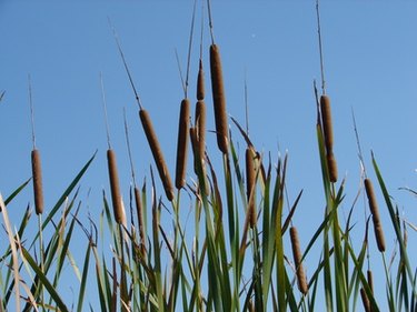 Edible horsetail shoots - Mo Wilde