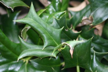 Why Rose Bush Leaves Turn Red