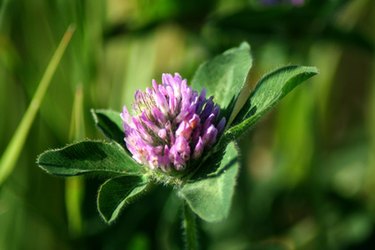 red clover